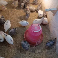 بلدرچین بالغ|حیوانات مزرعه|مشهد, عامل|دیوار