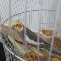 عروس هلندی