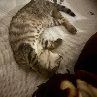 واگذاری گربه