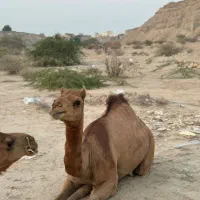 شتر|حیوانات مزرعه|قشم, |دیوار