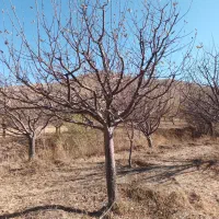 هرس کار درخت سیب