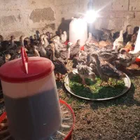 دستگاه جوجه کشی ۱۶۸ تایی اسکندری|لوازم جانبی حیوانات|نوشین شهر, |دیوار