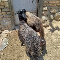 دو راس میش جوان سه زه