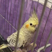 عروس هلندی گلباقالی|پرنده|قم, انسجام|دیوار