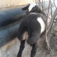 گوسفند (کاور)اصیل چینی|حیوانات مزرعه|گیلان غرب, |دیوار