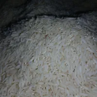 فروش برنج صدری هاشمی گیلان ارسال رایگان