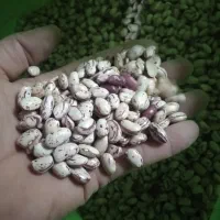 لوبیا چیتی|خوردنی و آشامیدنی|اقبالیه, |دیوار