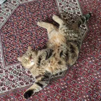 واگذاری گربه بریتیش چینچیلا|گربه|تهران, درکه|دیوار