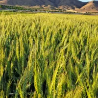 گندم اصلاح شده بذری دانش