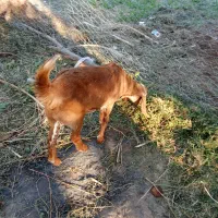 گوسفند رشتی|حیوانات مزرعه|نگین کویر, |دیوار