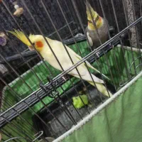 یک جفت عروس هلندی نرو ماده دوساله|پرنده|قم, قلعه کامکار|دیوار