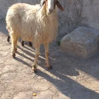 گوسفندعراقی مطفل بابره نر جهت فروش