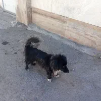 سگ‌د|سگ|مشهد, تبادکان|دیوار