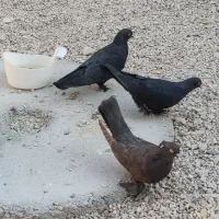 کبوتر