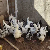 تخم مرغ گلین اصیل با ضمانت