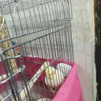 عروس هلندی ماده