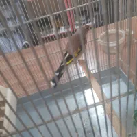 سهره دورگ جفتی قناری