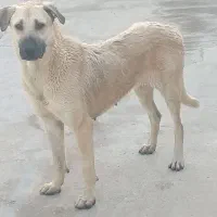 سگ سرابی