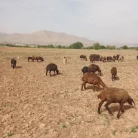 سگ گله ای