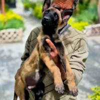سگ بلژین مالینویز