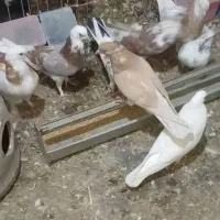 کبوترپرشی|پرنده|هشتگرد, شهرک وحدت|دیوار