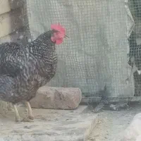 دوتا مرغ محلی چاق