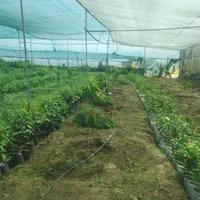 نهال انبه پیوندی در نهالستان پایندان|خدمات باغبانی و درختکاری|بندرعباس, |دیوار