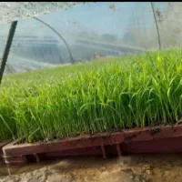 بذر طارم و شیرودی آماده نشا