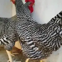 تخم نطفه‌دار آمروک