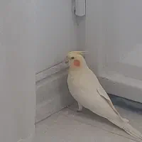 عروس هلندی|پرنده|دزفول, |دیوار