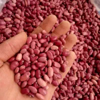 لوبیا قرمز