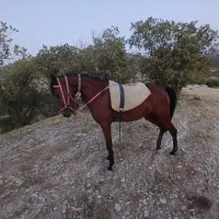 اسب مادیان|اسب و تجهیزات اسبسواری|خرمآباد, |دیوار