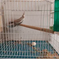 عروس هلندی وایت فیس ماده