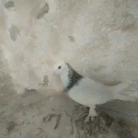 کبوتر خوب|پرنده|دهدشت, |دیوار