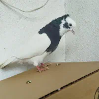 کفتر طوق ماده|پرنده|مرودشت, فرهنگ|دیوار