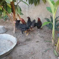 مرغ محلی