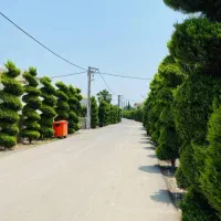 زمین شهرکی دارای سند تکبرگ/شهرک مشجرو دنج