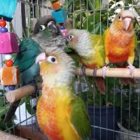 طوطی راهب و گرینچیک|پرنده|زنجان, |دیوار