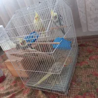 یک جفت عروس هلندی نر و ماده|پرنده|کیاشهر, |دیوار