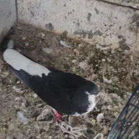 شهری|پرنده|اردکان, |دیوار