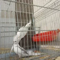 عروس هلندی|پرنده|ایذه, |دیوار