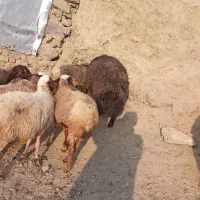 ۵ راس گوسفند شیره دار و ۲ راس بران زیبا|حیوانات مزرعه|مریوان, |دیوار