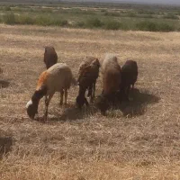 میش افشار