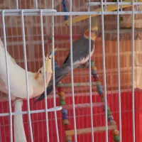 فروش پرنده|پرنده|پیر بکران, |دیوار