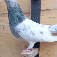 کله سبز ماده کلاهی