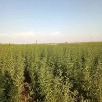 تولید و فروش نهال شناسه دار ۴۰ سال سابقه|خدمات باغبانی و درختکاری|شبستر, |دیوار