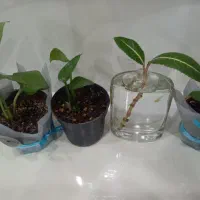 گل پتوس سبز و زعفرونی|گل و گیاه طبیعی|بندر گناوه, |دیوار