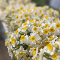 گل نرگس شیراز