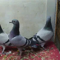 کفتر پلاکی و چادری اصل|پرنده|تهران, یاخجی آباد|دیوار