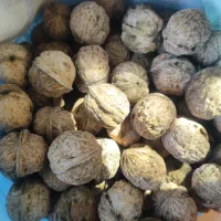 گردو درشت تازه سرحد پوست سفت